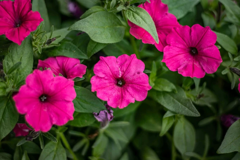 some pretty pink flowers on green leafs in the sun