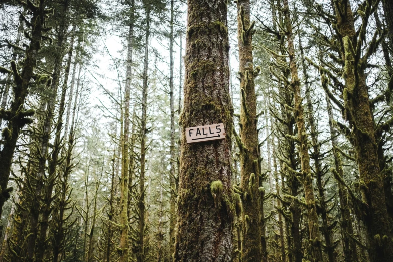 a patchy forest has an old sign that reads plans