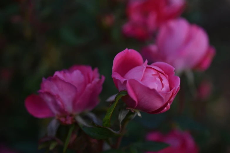 a bunch of pink roses that are growing out of the ground