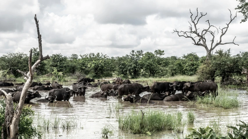 a herd of elephants in a river near trees