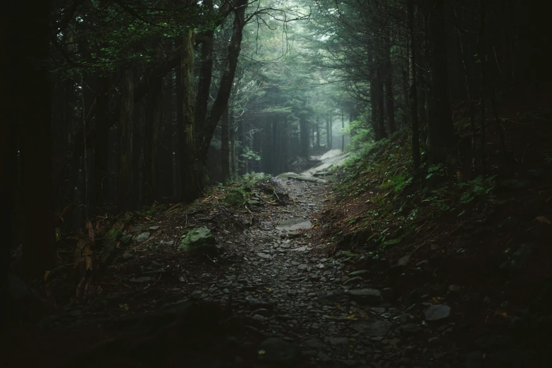 the fog covered road is a trail through the woods