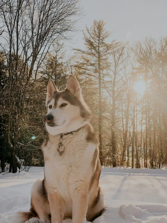 an adult husky dog sitting in the snow