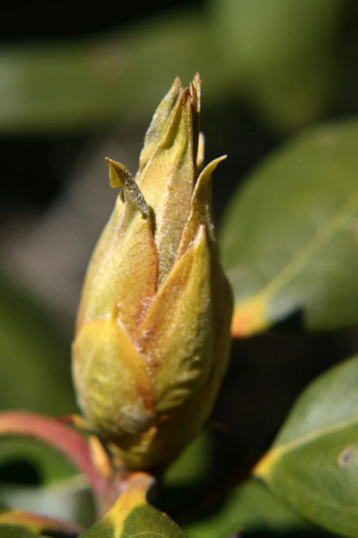 this po shows a bud of a flower that has become wilted