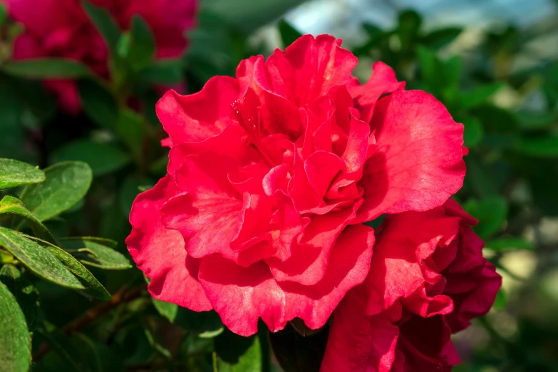 closeup of red flowers with green leaves