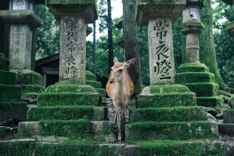 there is a deer that is standing at the top of a step