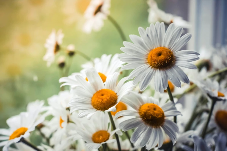 white daisies in a bouquet on a sunny day