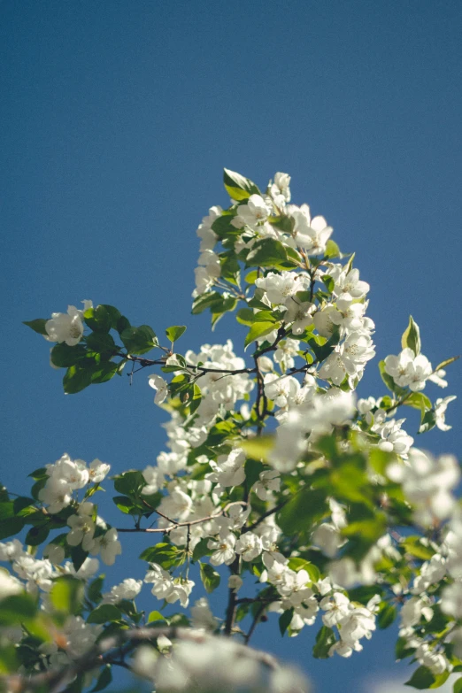 a blossoming nch against a blue sky