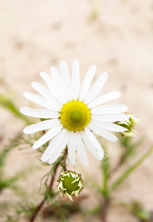 the small white flower has very little green center