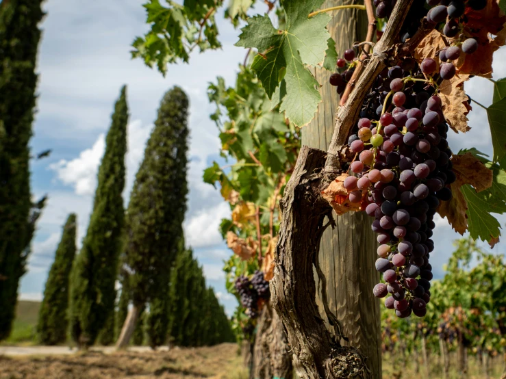 a bunch of gs are growing on the vine