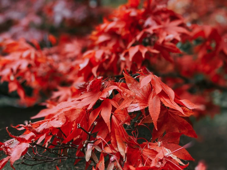 the nches of a red bush are covered in leaves