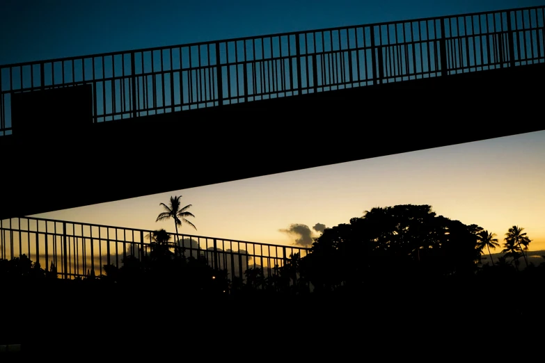 silhouette of palm trees and an elevated bridge