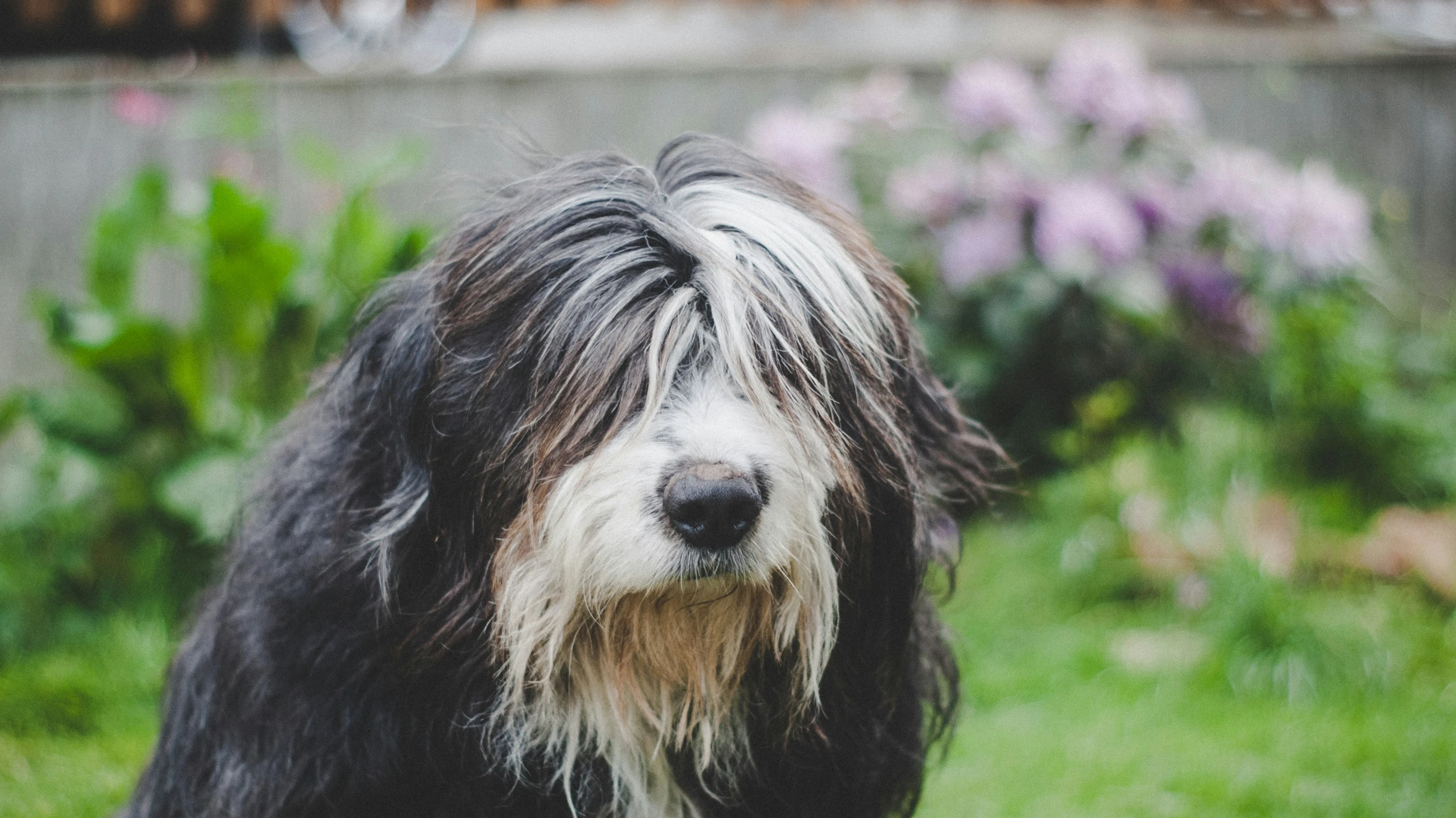 an adorable black and white gy dog in the garden