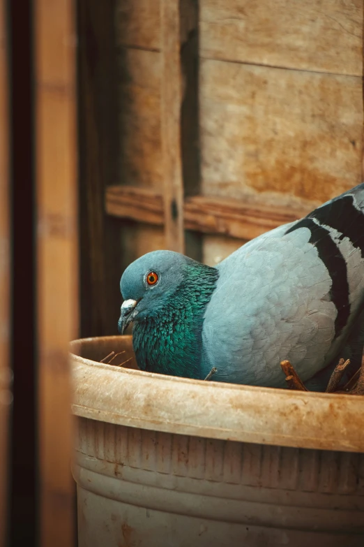 a green and gray bird sitting in a bucket