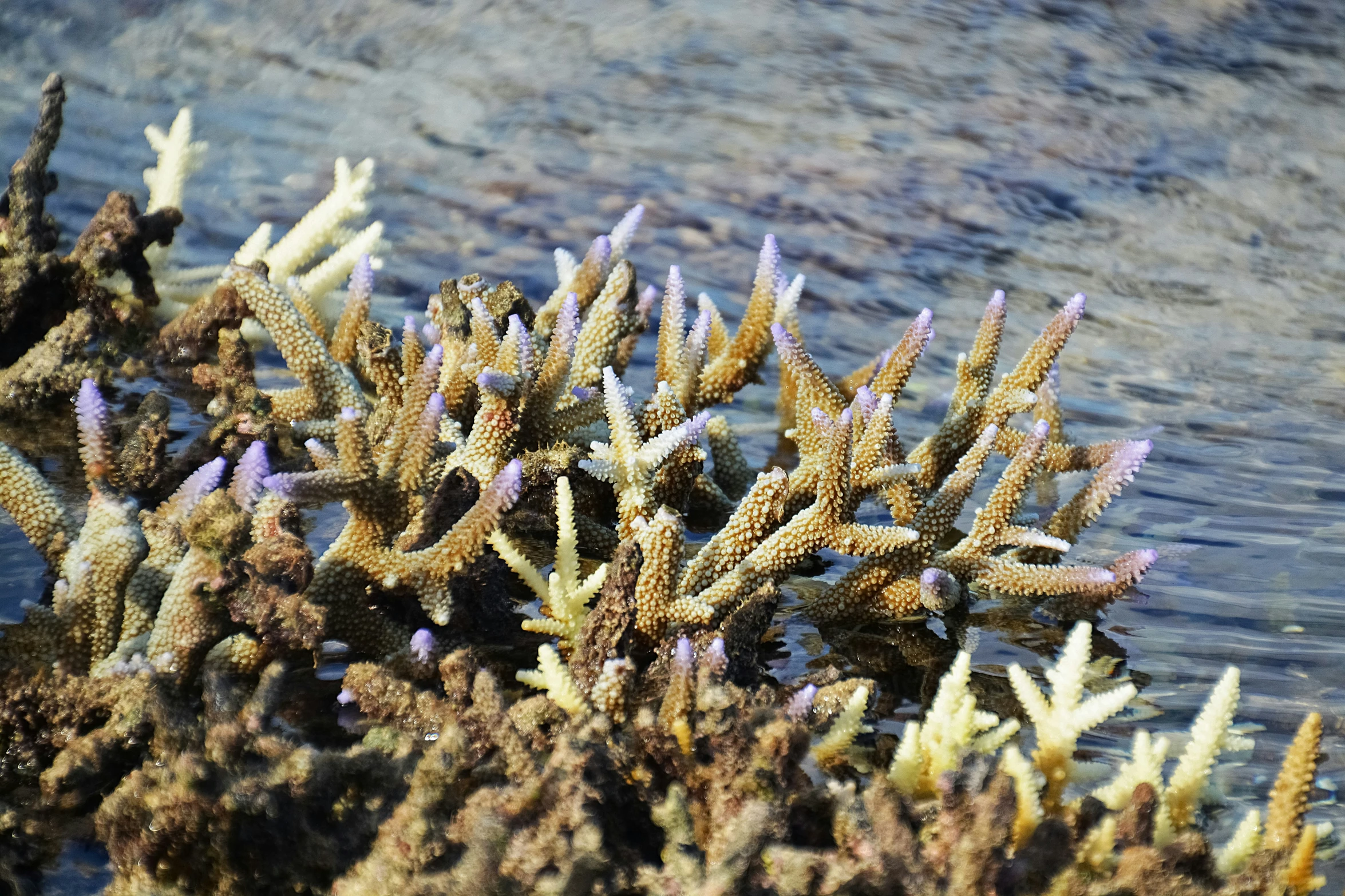 a cluster of small flowers near the water