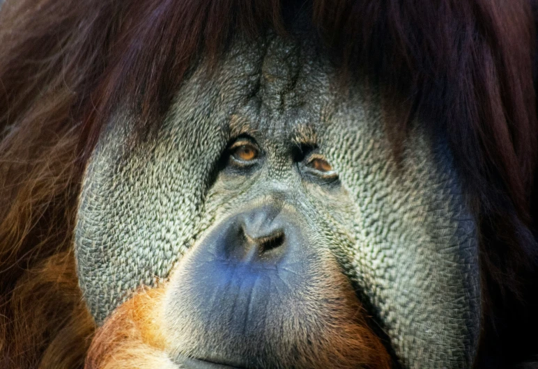 an oranguel looking very sad, with its face covered in his mouth