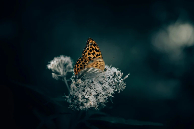 a small erfly is sitting on top of some white flowers