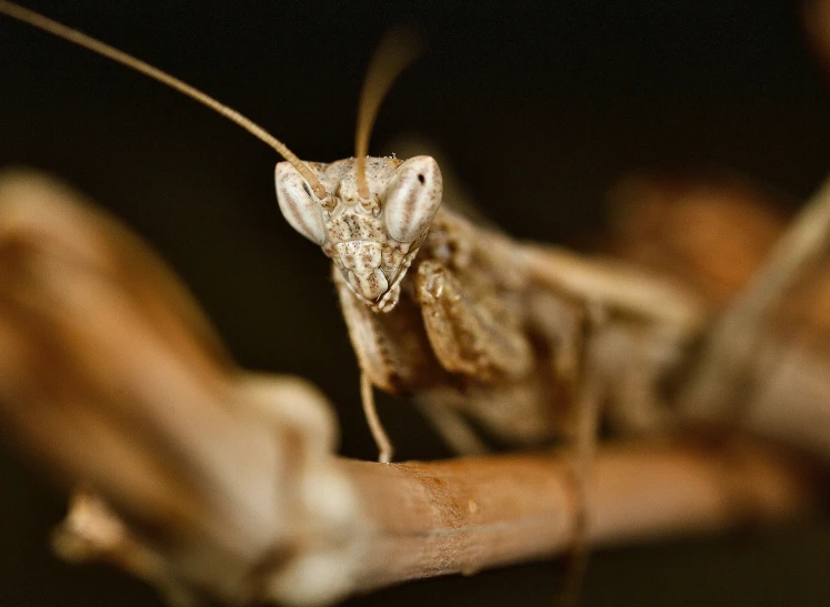 a praying mantisse on the palm of someone's hand