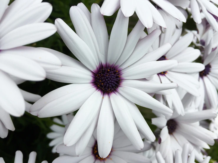 white daisies are all close together in a bunch