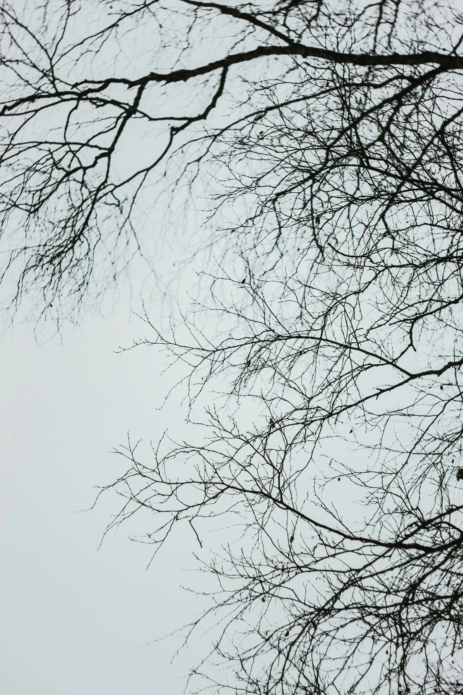 an airplane flying near trees in the sky