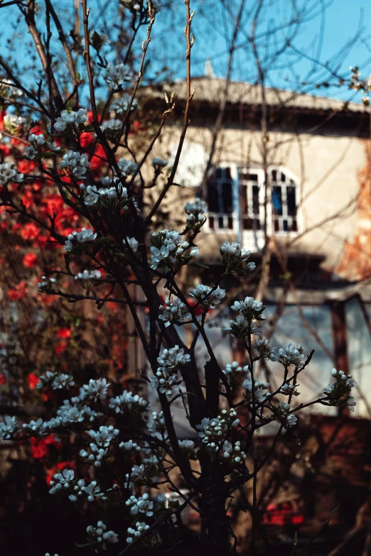 nches with flowers outside a building with an old window