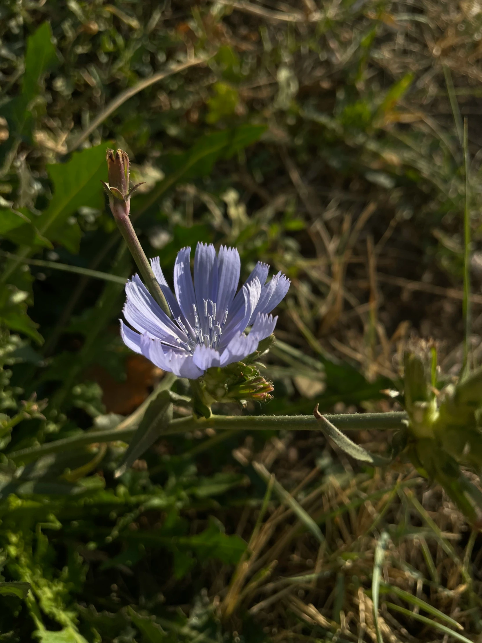 a single blue flower in a field with grass