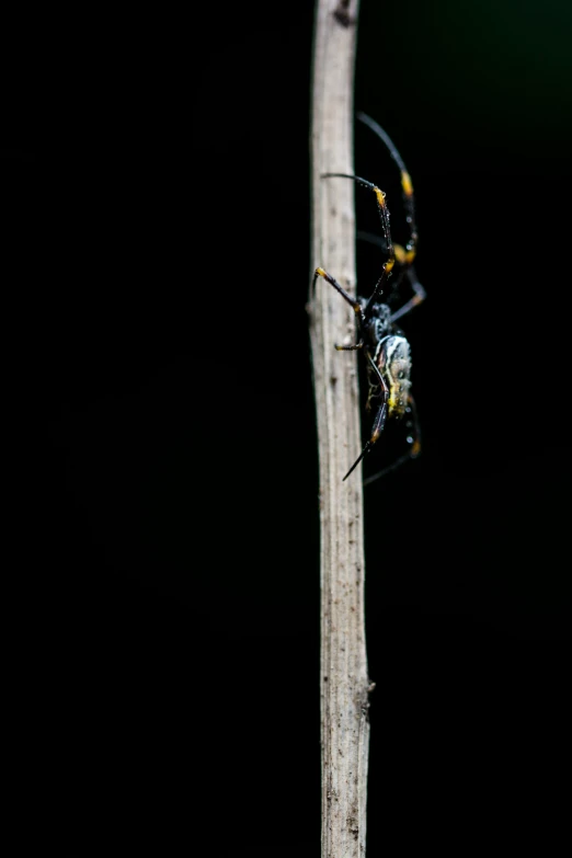 two large insects climbing on a wooden post