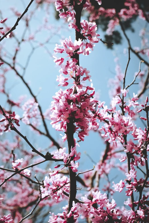 purple flowers that are on a tree