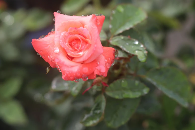 a red rose with water droplets hanging down from it