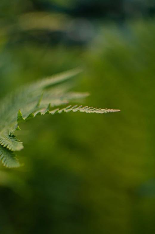 the long, thin leaves of a plant appear to be understorrn