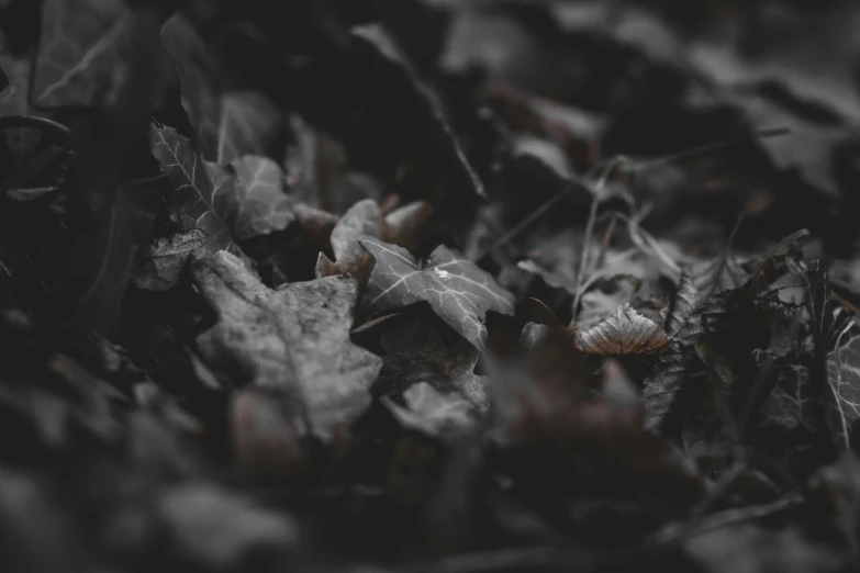 leaf fall on the ground, black and white pograph