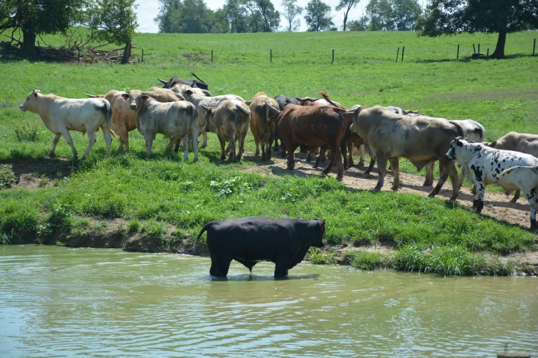 many cows are wading around in a field