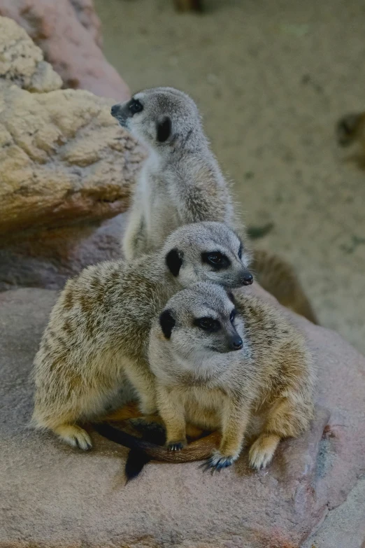 two small meerkats sit together on a rock