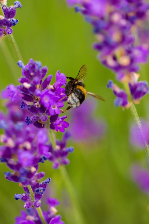 a close up of a bee sitting on top of some purple flowers