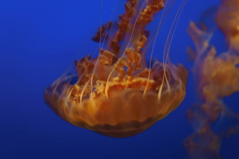 some jelly fish floating in the water near each other