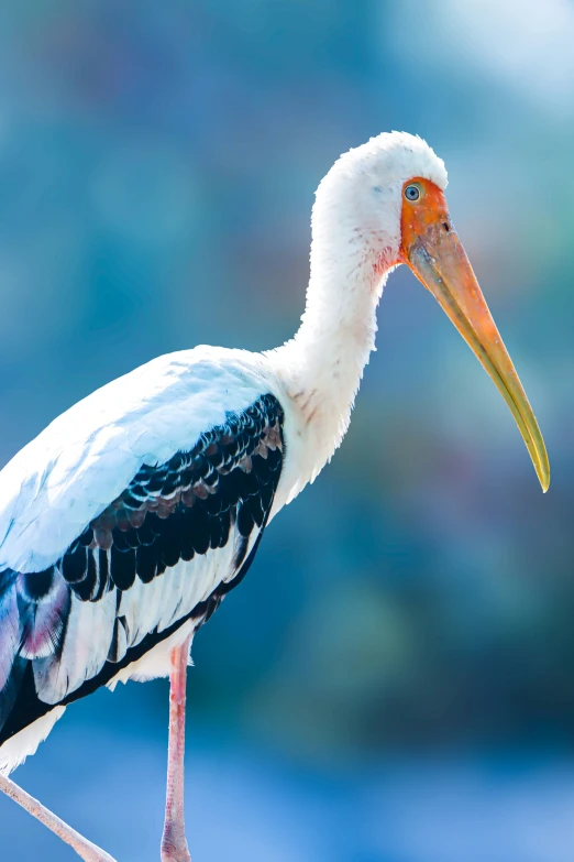 a white bird with long yellow beak is walking