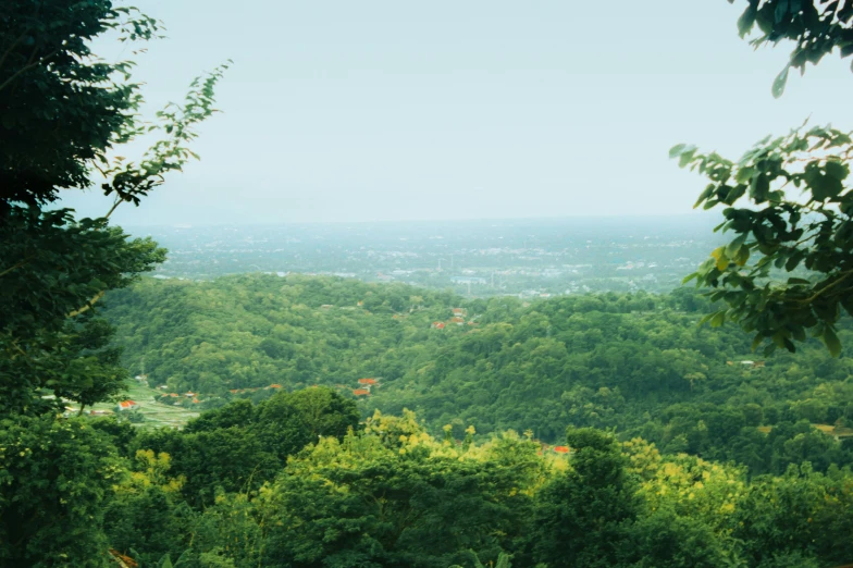 a scenic view of some very green forest