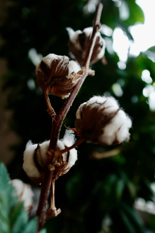 cotton plant with fuzzy leaves, outside in a garden