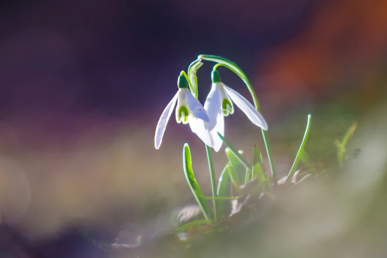 the beautiful white flowers have long stem stems