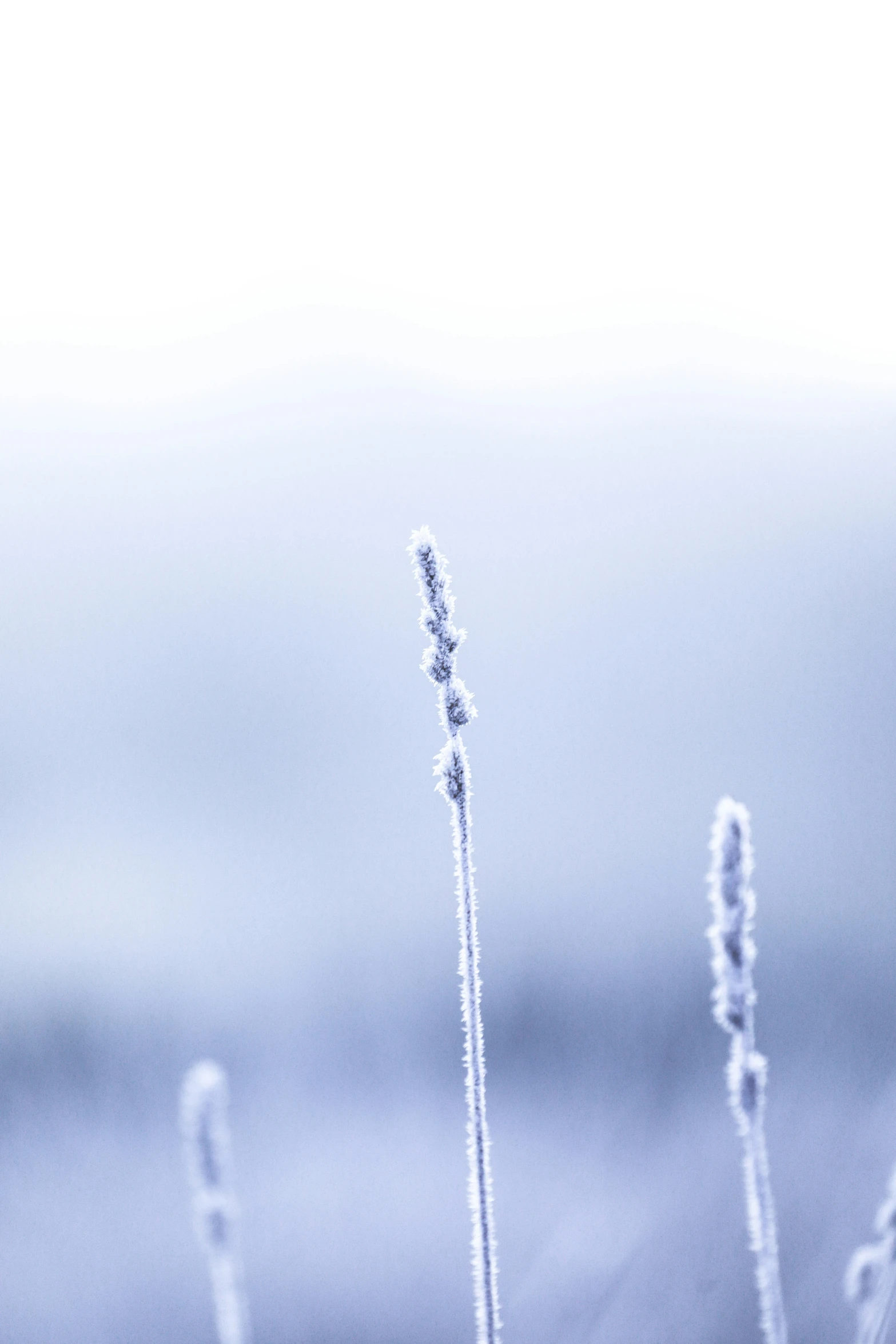 frosted plants are sitting near water in the snow