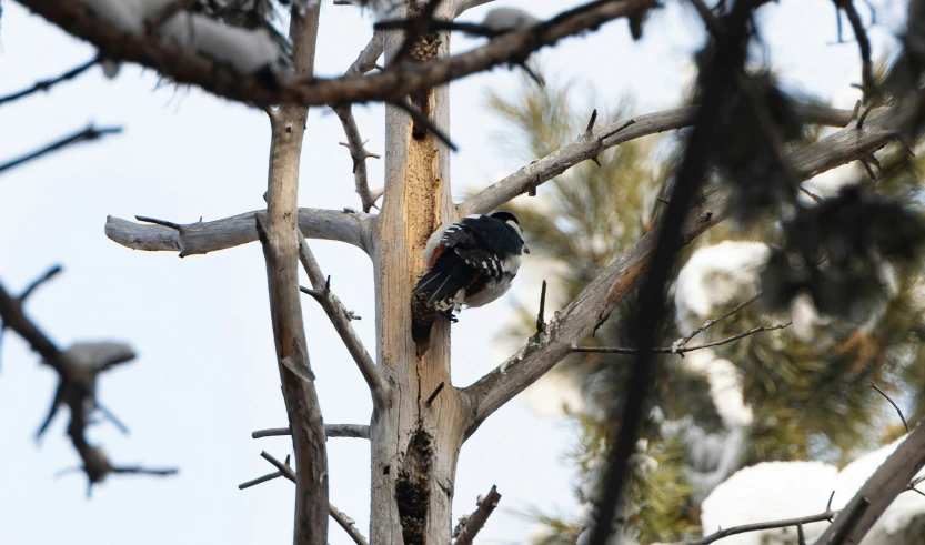 there is a bird that is sitting on the tree nch