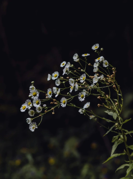 small flowers are shown against a black background