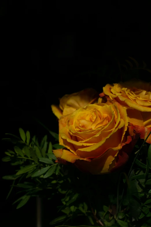 three yellow roses, one on the left and one on the right