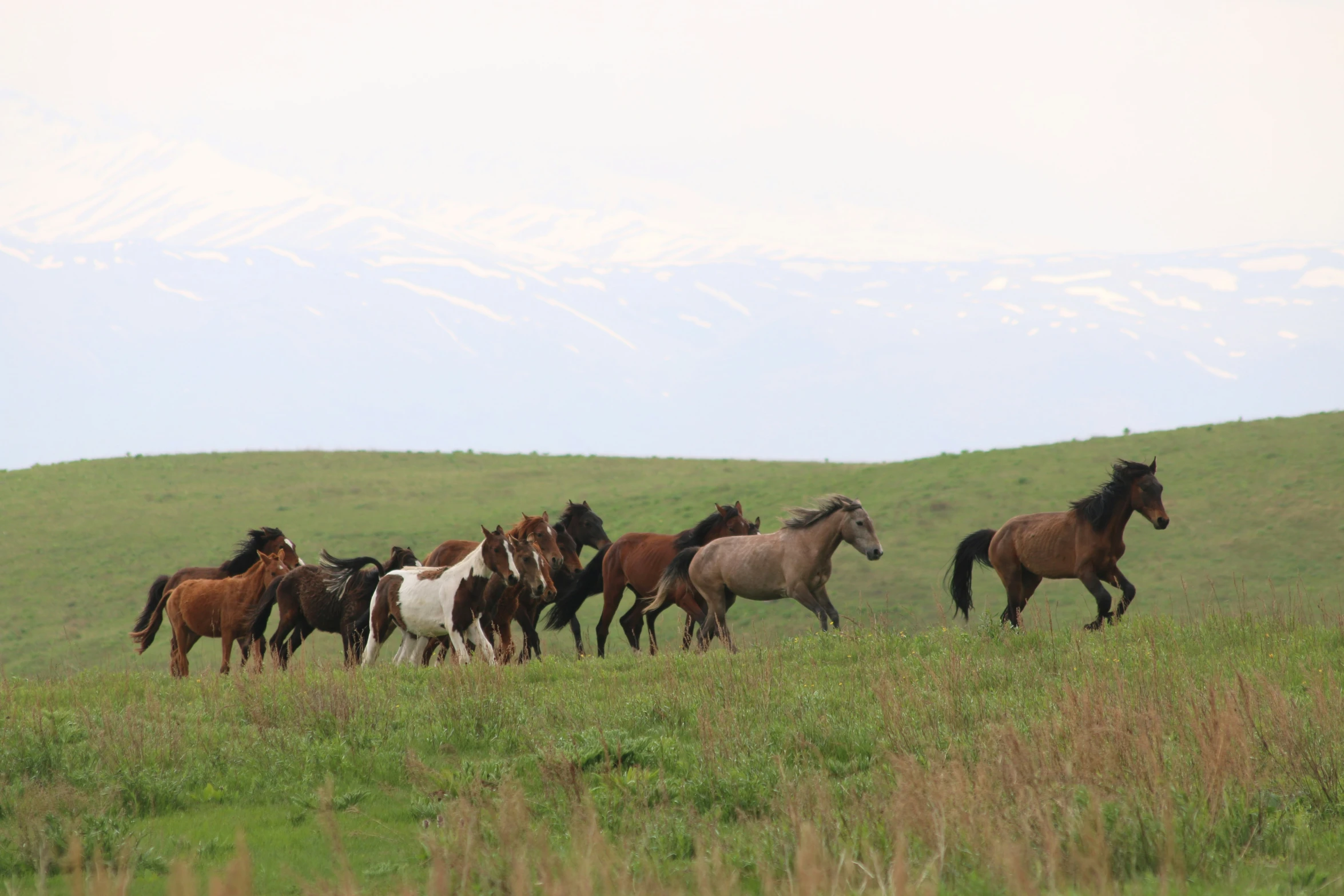 five horses running in a grassy field together