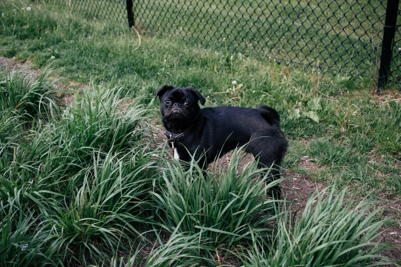 a black dog standing in tall grass near a fence