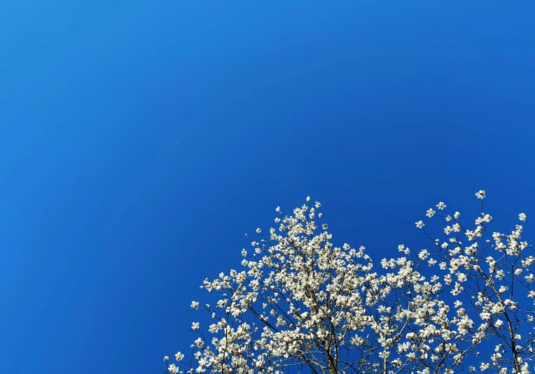 white flowering tree against blue sky and cloudless background
