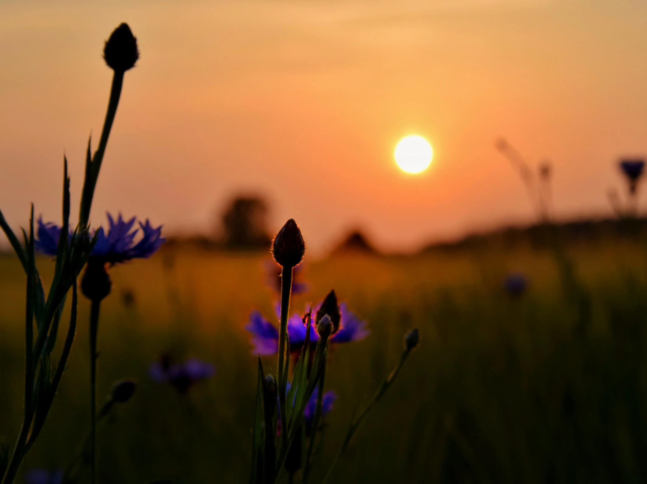 the sun setting in the distance behind some purple flowers