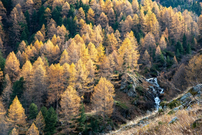 a very beautiful forest with some very pretty trees