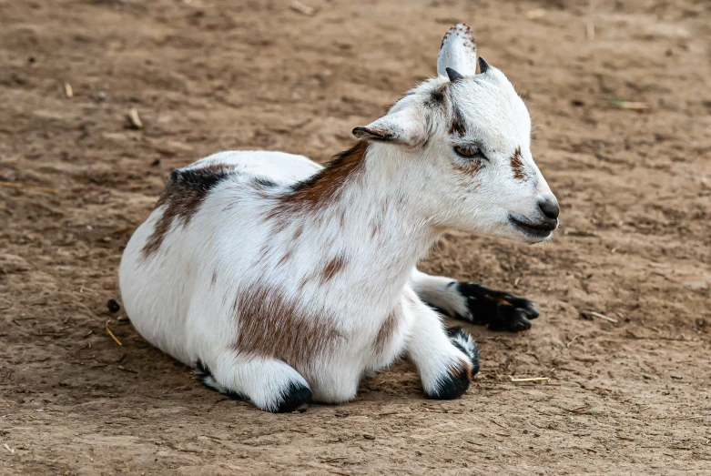 the baby goat is laying on a dirt patch