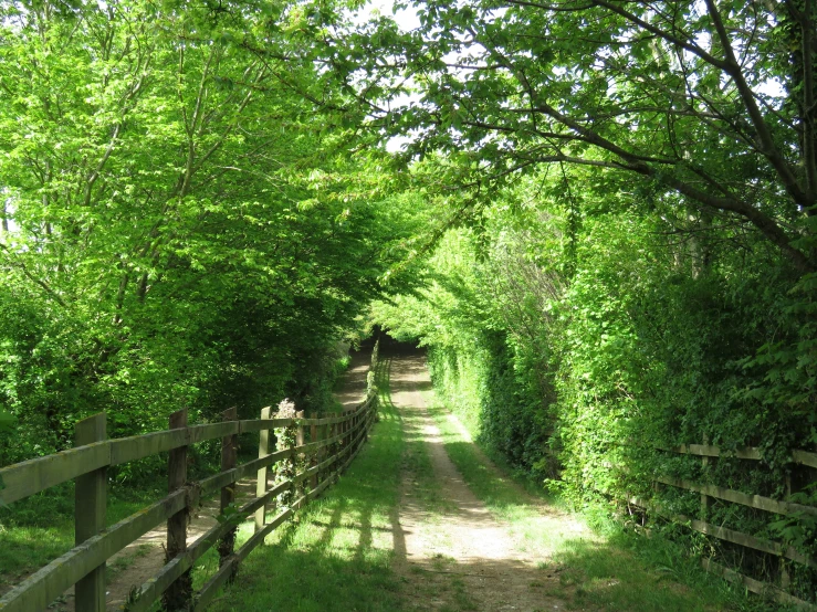 an image of dirt road going through the woods