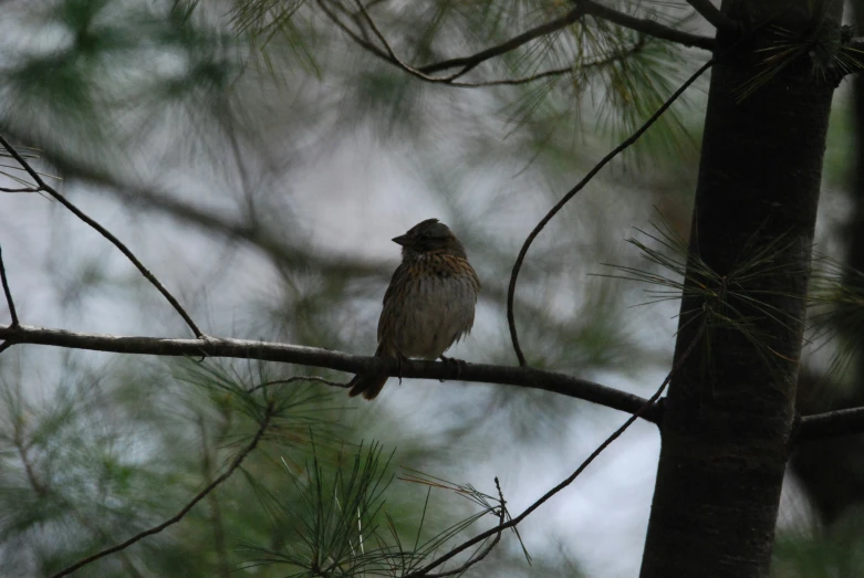 a small bird is sitting on a nch